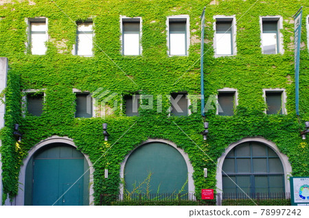 甲子園體育場初夏風景與常春藤 78997242