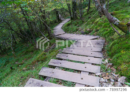 A wooden path leading to Mt. Hakkyo and Mt. Misen A wooden path leading to Mt. Hakkyo and Mt. Misen 78997296