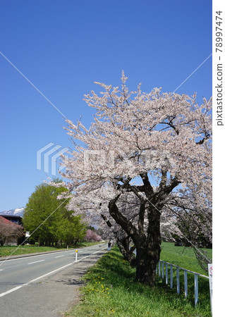 Koiwai farm in spring Spring cherry blossoms Koiwai farm in spring Spring cherry blossoms 78997474