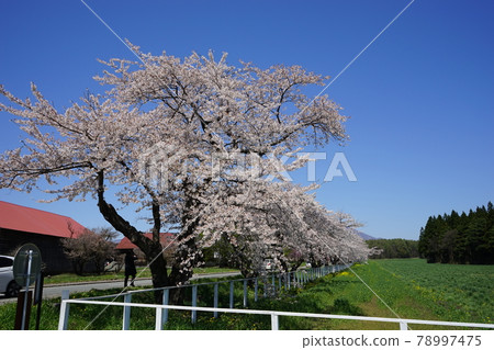 Koiwai farm in spring Spring cherry blossoms Koiwai farm in spring Spring cherry blossoms 78997475