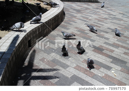 仙台市青葉區東二番町通地區，鴿子 78997570