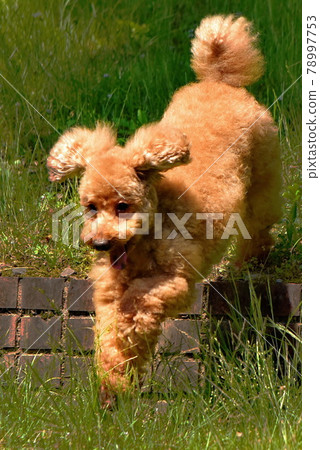 玩具貴賓犬跳下台階 03 玩具貴賓犬跳下台階 03 78997753