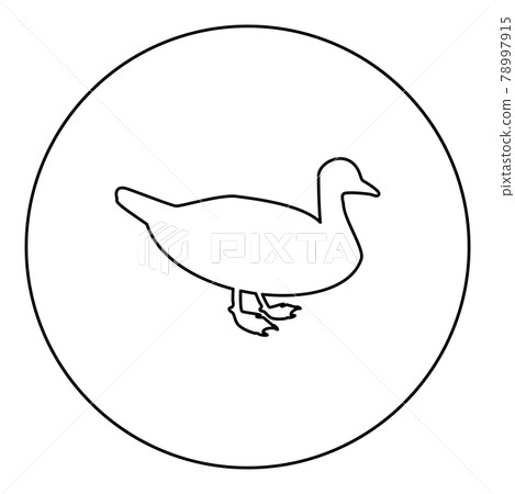 Duck Male mallard Bird Waterbird Waterfowl Duck Male mallard Bird Waterbird Waterfowl 78997915