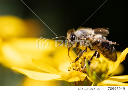 A honey bee collecting pollen at stamens in a flower. A bee working on a garden flower. A honey bee collecting pollen at stamens in a flower. A bee working on a garden flower. 78997949