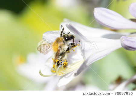 A bumble-bee collecting pollen in a white flower. A humble-bee working on a garden flower. A bumble-bee collecting pollen in a white flower. A humble-bee working on a garden flower. 78997950