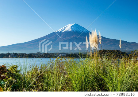從山梨縣河口湖的大石公園看秋天的富士山 78998116