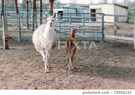 an alpaca with its cub resembling a llama from South America is in its pen on a farm 78998242