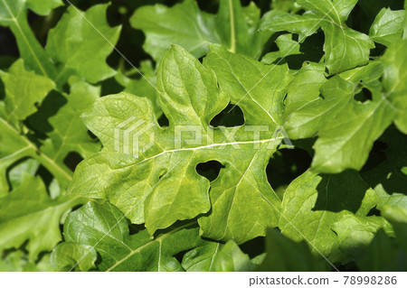 Balkan bears breeches 78998286