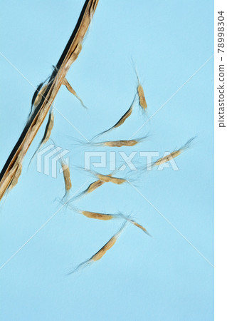 Common catalpa seeds Common catalpa seeds 78998304
