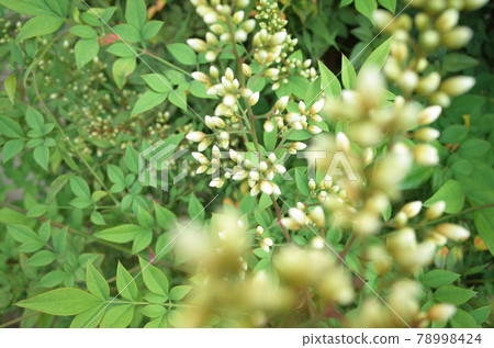 南方花蕾 78998424