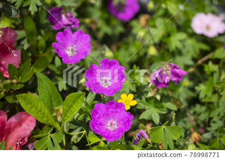 Red-purple geranium Sanguineum blooming in May and June 78998771