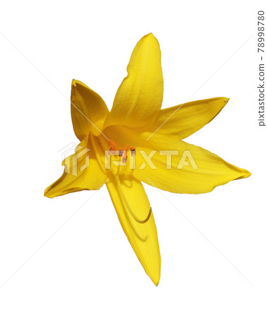 Yellow lily flower. Beautiful flower with yellow petals. Isolated on a white background. 78998780