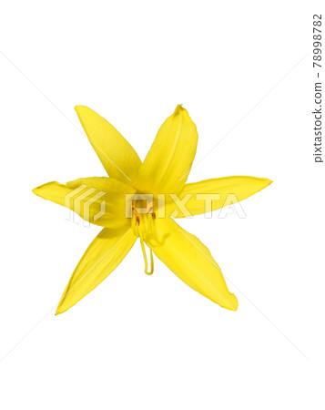 Yellow lily flower. Beautiful flower with yellow petals. Isolated on a white background. 78998782