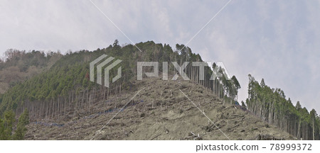 颱風中倖存下來的杉杉、倒下的樹木和伐木痕跡——坍塌頂部附近的長焦 78999372