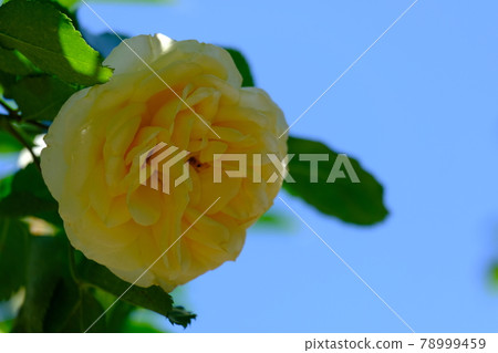 Rose (ROSE) 78999459
