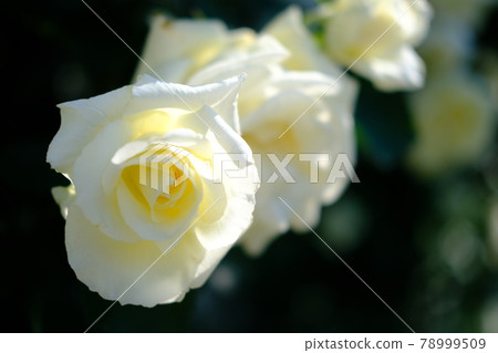 Rose (ROSE) 78999509