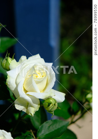 Rose (ROSE) 78999550