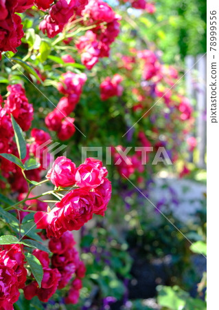 Rose (ROSE) 78999556
