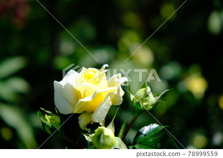 Rose (ROSE) 78999559