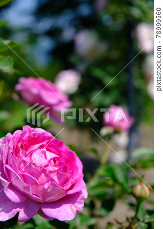 Rose (ROSE) 78999560