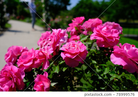 玫瑰 (ROSE) 78999576