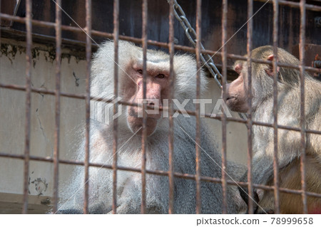Hamadryas baboon at Tobe Zoo, Matsuyama City, Ehime Prefecture Hamadryas baboon at Tobe Zoo, Matsuyama City, Ehime Prefecture 78999658
