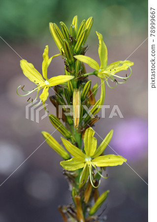 Yellow asphodel flower spike Yellow asphodel flower spike 78999667