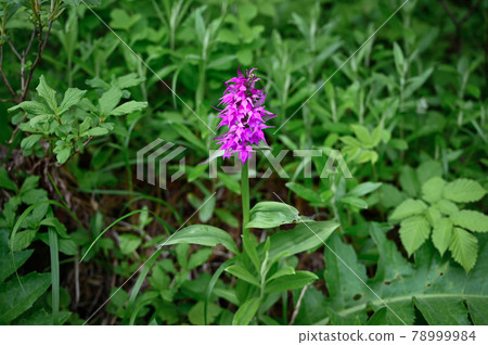 Hakusan Chidori Hakusan Chidori 78999984