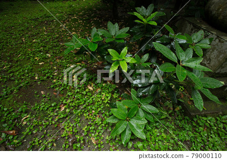 A large plant that gets wet in the rain 79000110