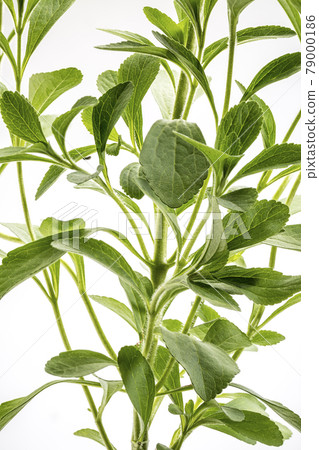 Stevia rebaudiana plant 79000186