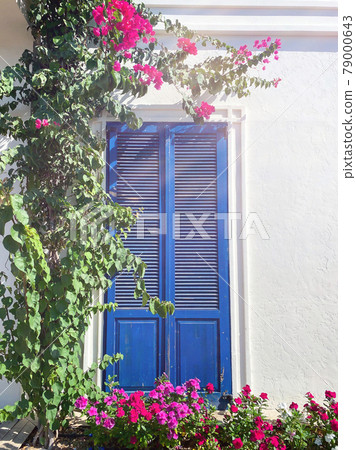 BODRUM, TURKEY. Pink bougainvillea flowers and old blue door on white house in Bodrum. 79000643