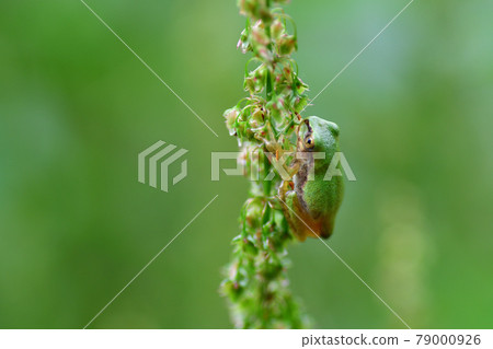 棲息在草地上的樹蛙(日本樹蛙)埼玉縣 / 六月 棲息在草地上的樹蛙(日本樹蛙)埼玉縣 / 六月 79000926