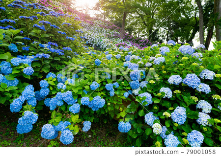 Hydrangea and iris garden at Odawara Castle, Odawara City, Kanagawa Prefecture Hydrangea and iris garden at Odawara Castle, Odawara City, Kanagawa Prefecture 79001058