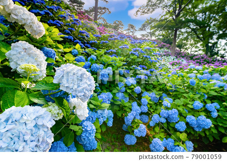 神奈川縣小田原市小田原城的繡球花和菖蒲園 79001059