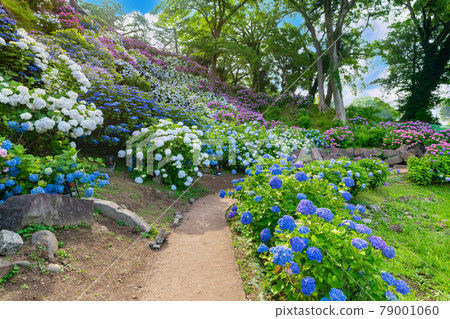 Hydrangea and iris garden at Odawara Castle, Odawara City, Kanagawa Prefecture Hydrangea and iris garden at Odawara Castle, Odawara City, Kanagawa Prefecture 79001060