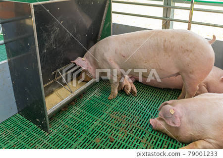 Pig Feeding Pig Feeding 79001233