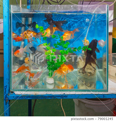 Aquarium Pet Shop Aquarium Pet Shop 79001245