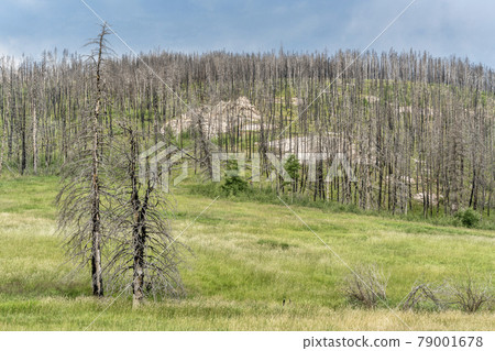 mountain forest after wildfire mountain forest after wildfire 79001678