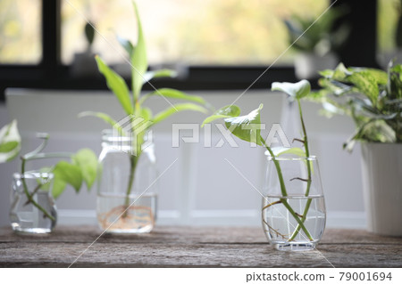 Devil ivy and others water plants in glass vase on brown wooden table Devil ivy and others water plants in glass vase on brown wooden table 79001694
