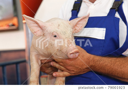 Farmer with piglet Farmer with piglet 79001923