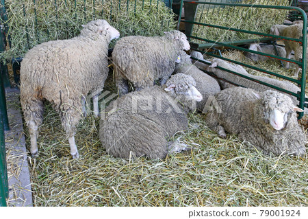 Ewe farm Ewe farm 79001924