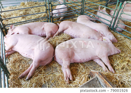 Dead pigs Dead pigs 79001926