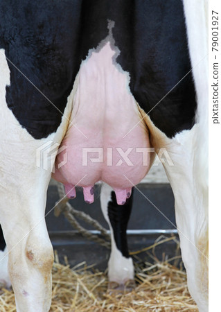 Cow teats Cow teats 79001927