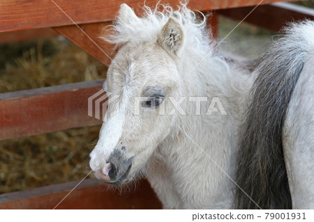 Baby pony 79001931
