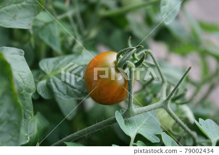 Planter's reddish cherry tomatoes Planter's reddish cherry tomatoes 79002434