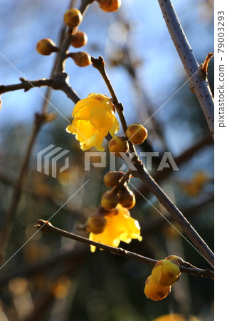 Yellow Japanese allspice flower shining in the light of the sun 79003293