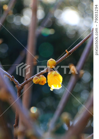 Yellow Japanese allspice flower shining in the light of the sun Yellow Japanese allspice flower shining in the light of the sun 79003294