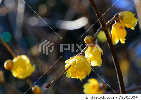 Yellow Japanese allspice flower shining in the light of the sun Yellow Japanese allspice flower shining in the light of the sun 79003304