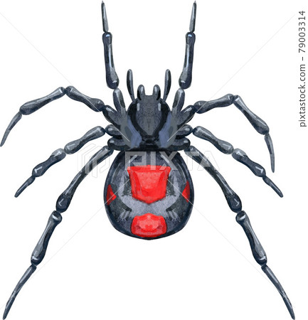 Watercolor spider illustration on white background Watercolor spider illustration on white background 79003314