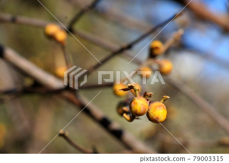 Japanese allspice buds that I can't wait to bloom Japanese allspice buds that I can't wait to bloom 79003315